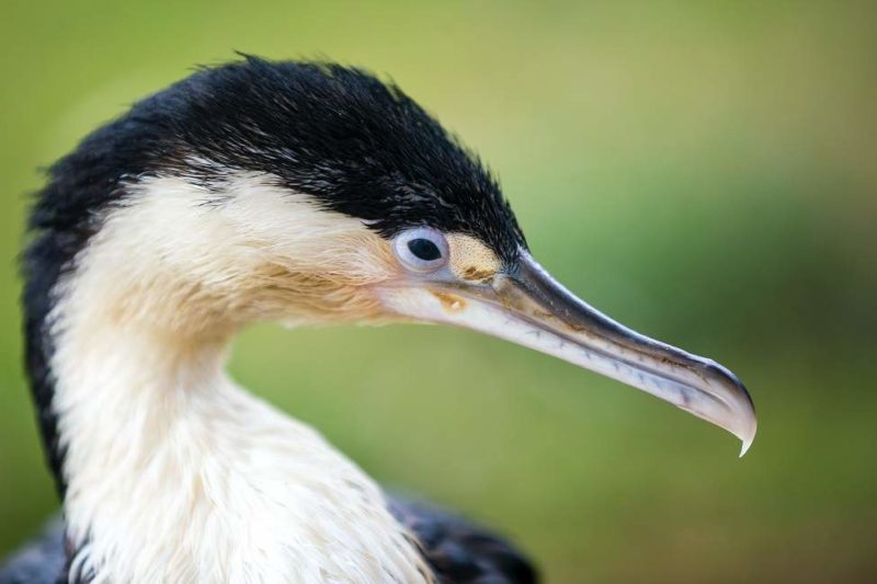 Sortie ornithologique à Pahia - Nouvelle-Zélande | Au Tigre Vanillé