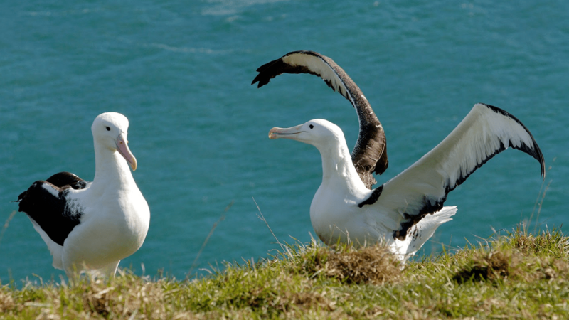Observation des albatros sur la péninsule d'Otago - Nouvelle-Zélande | Au Tigre Vanillé