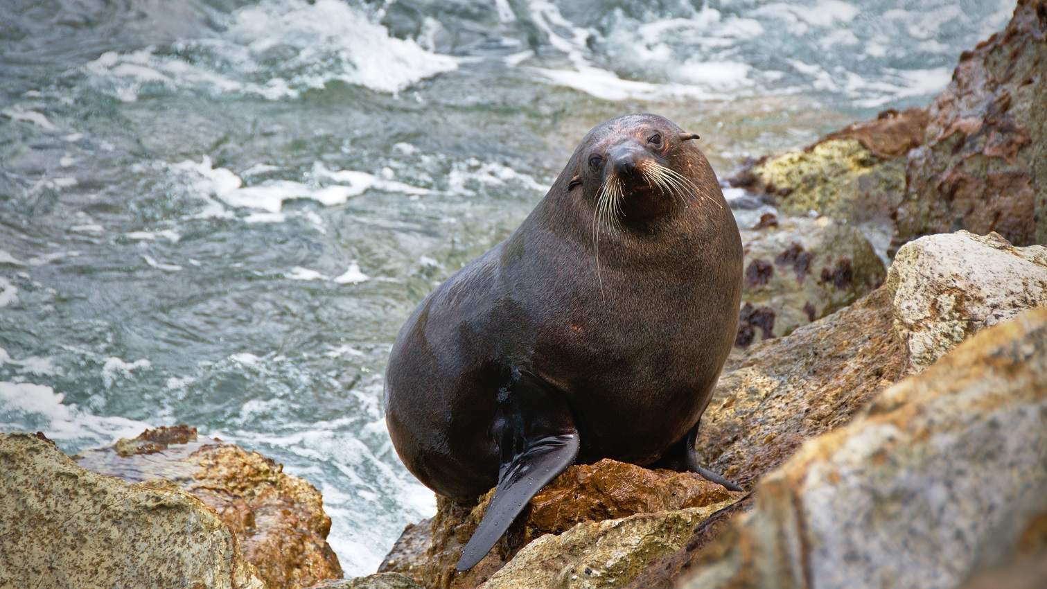 Les otaries de Dunedin - Nouvelle-Zélande | Au Tigre Vanillé