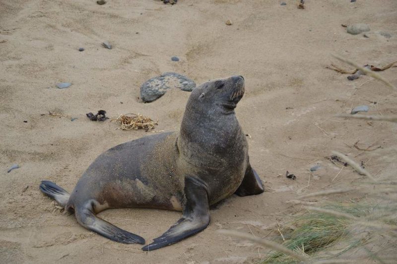 Observation des otaries de Purpoise Bay - Nouvelle-Zélande | Au Tigre Vanillé