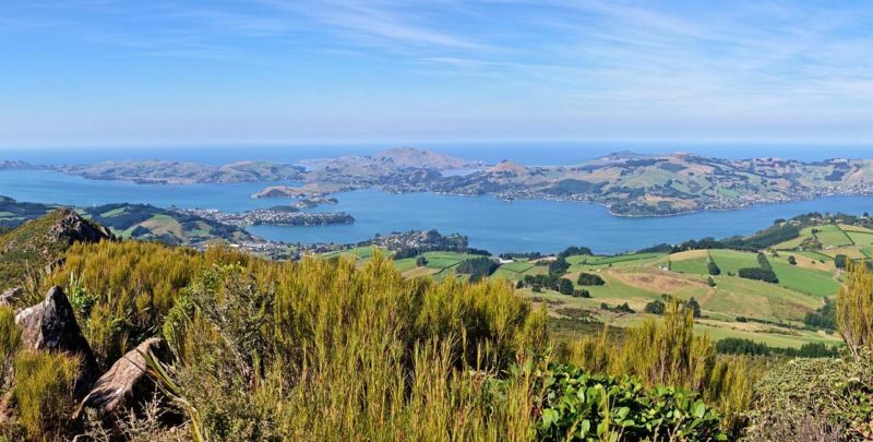 Découverte de Dunedin et la péninsule d'Otago - Nouvelle-Zélande | Au Tigre Vanillé