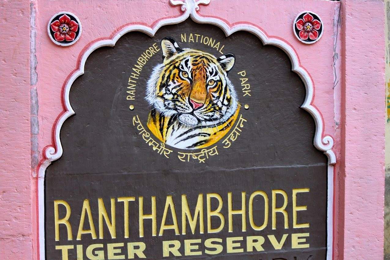 Observation du tigre du Bengale dans le parc national de Ranthambore - Rajasthan, Inde | Au Tigre Vanillé