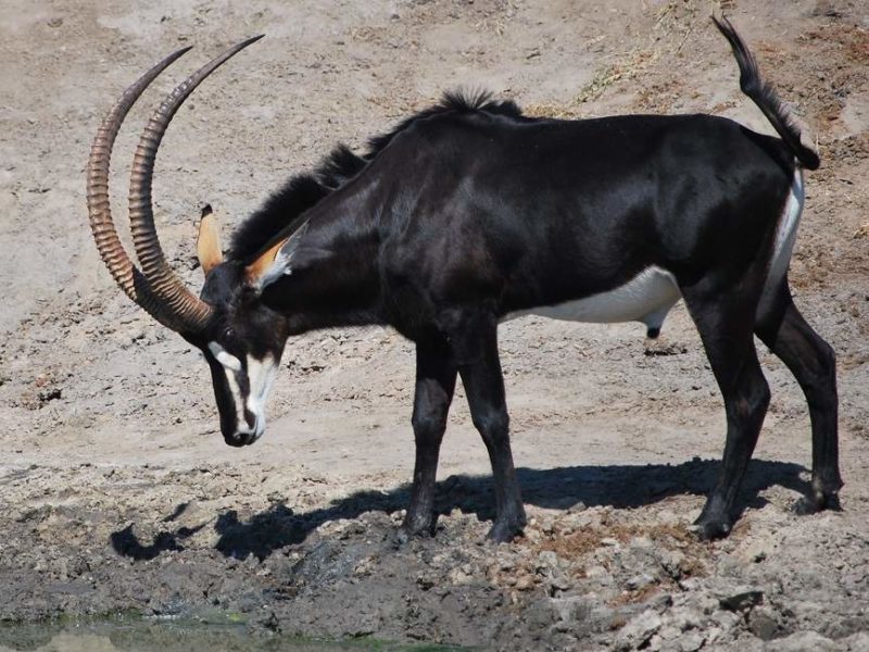 Observation des hippotargues noires - Namibie | Au Tigre Vanillé