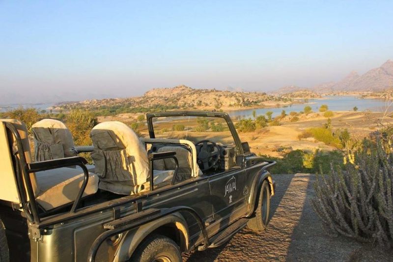 Safari à la rencontre du léopard à Jawai Bandh - Rajasthan, Inde | Au Tigre Vanillé