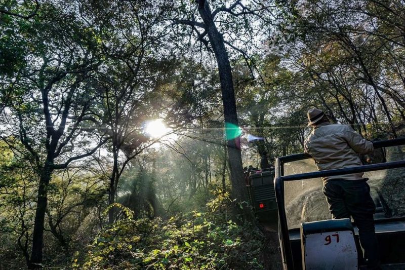 Safari ornithologique à Jawai Bandh - Rajasthan, Inde | Au Tigre Vanillé