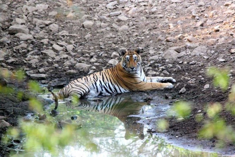 Safari sur les traces du tigre du Bengale à Ranthambore - Rajasthan, Inde | Au Tigre Vanillé