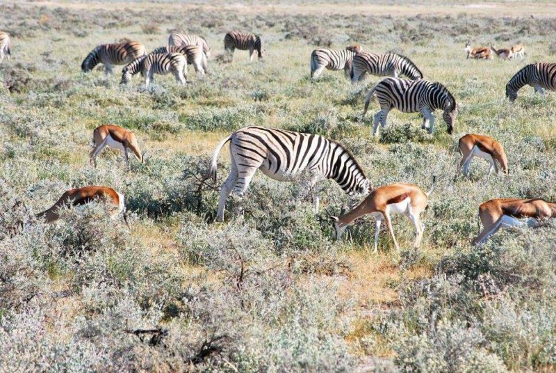 Rencontre avec la faune africaine dans le réserve d'Etosha - Namibie | Au Tigre Vanillé