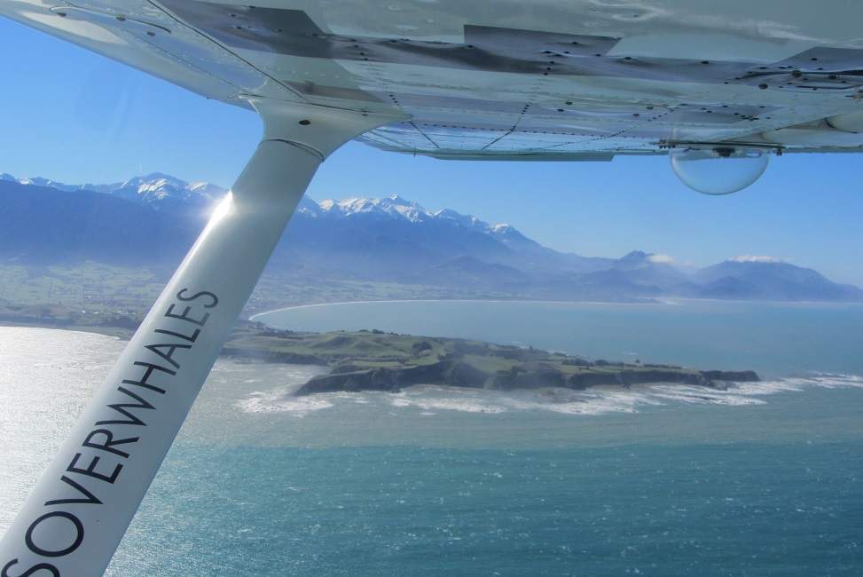 Les baleines de Kaikoura vues du ciel - Nouvelle-Zélande | Au Tigre Vanillé