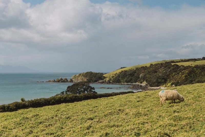 Balade sur la péninsule de Tawharanui - Nouvelle-Zélande | Au Tigre Vanillé