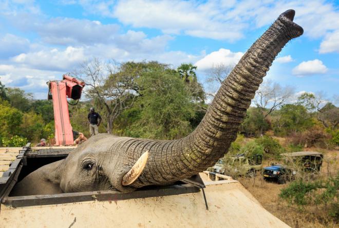 African_Parks
