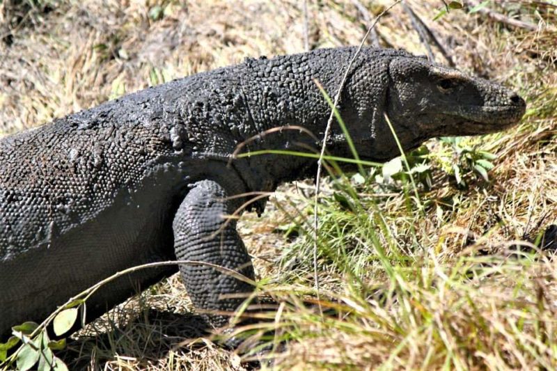 Rencontre avec le dragon de Komodo - Indonésie | Au Tigre Vanillé