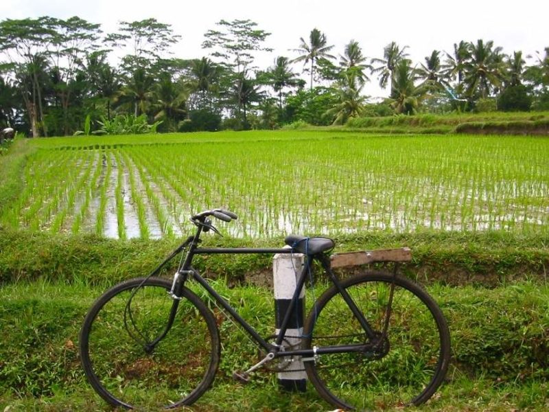 Balade à vélo à travers les rizières balinaises - Indonésie | Au Tigre Vanillé