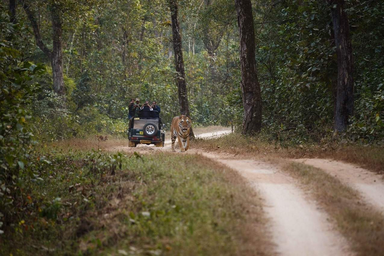 Safari sur les traces du tigre au parc de Bandhavgarh en Inde centrale | Au Tigre Vanillé