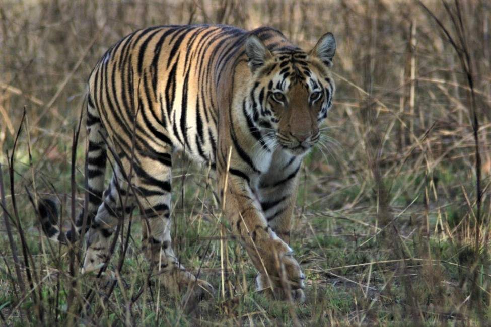 Voir un tigre au parc de Bandhavgarh
