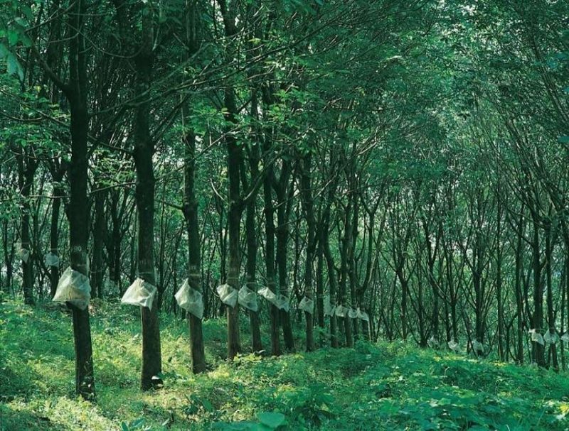 Plantations de caoutchouc de Kothamangalam à Munnar en Inde du Sud | Au Tigre Vanillé