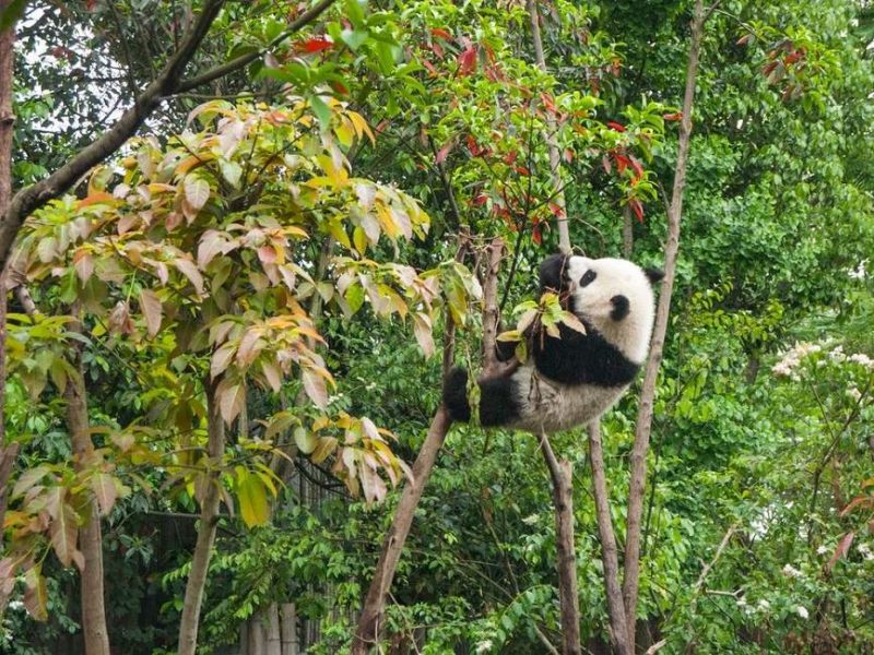 Réabilitation des pandas à Chengdu - Chine | Au Tigre Vanillé