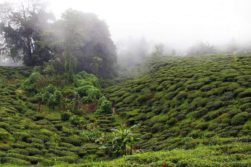 Darjeeling et ses plantations de thé - Inde de l'Est | Au Tigre Vanillé