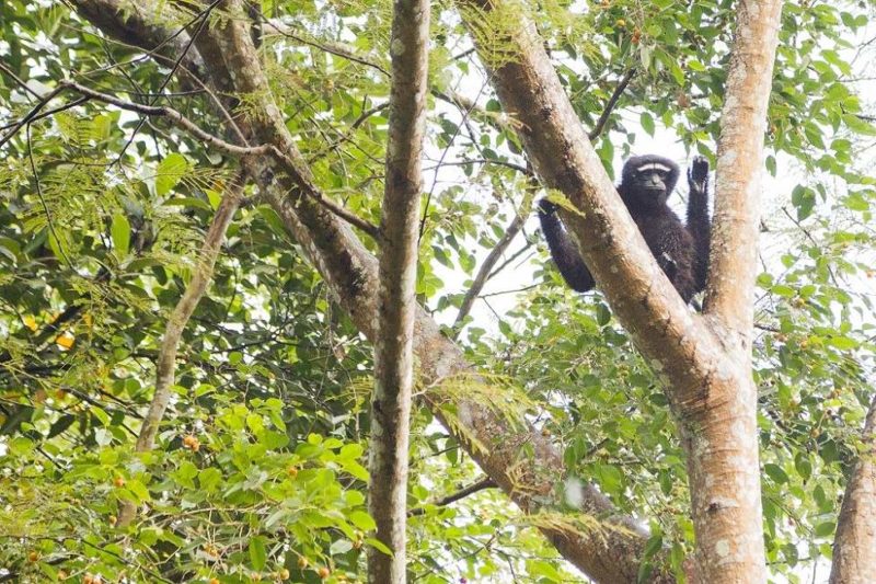 A la rencontre du gibbon dans les réserves de l'Assam - Inde de l'Est | Au Tigre Vanillé