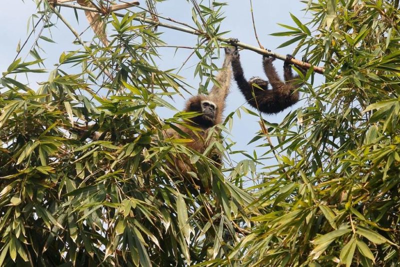 Safari à la recherche du gibbon - Inde de l'Est | Au Tigre Vanillé