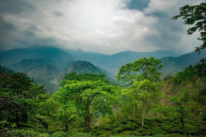 Découverte des plantations de thé de Glenburn - Inde de l'Est | Au Tigre Vanillé