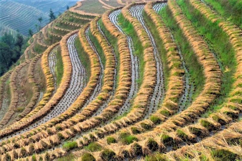 Rizières en terrasses à Guilin - Chine | Au Tigre Vanillé