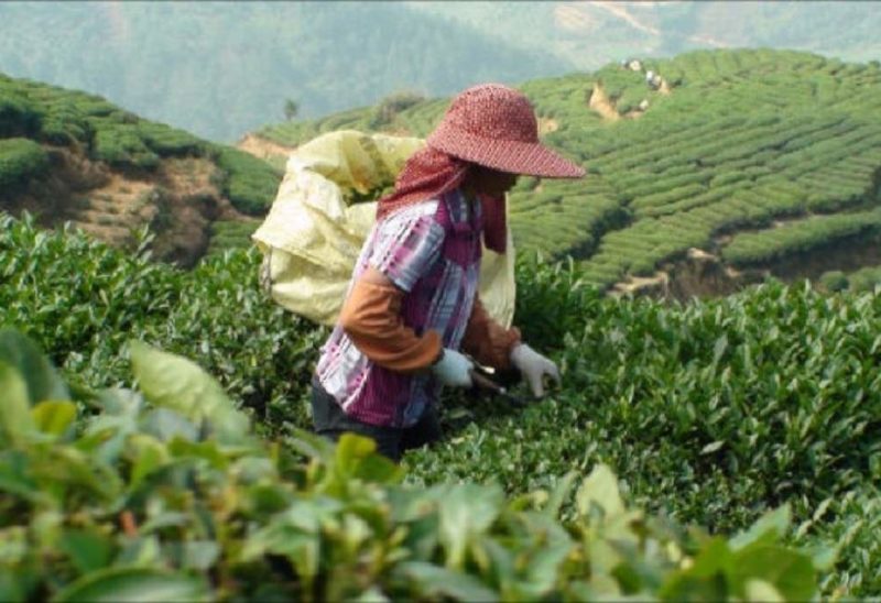 Plantation de thé à Hangzhou - Chine | Au Tigre Vanillé