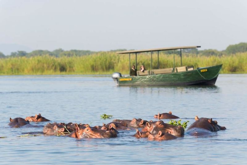 hippo-safari-fleuve-parc-liwonde-malawi Safari en bateau dans le parc de Liwonde - Malawi | Au Tigre Vanillé