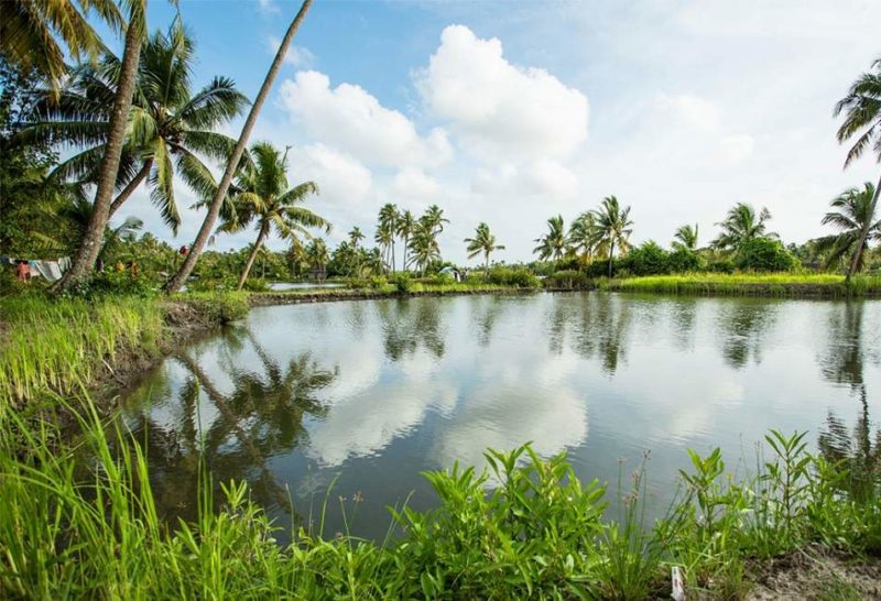 Vue sur les jardin et backwaters depuis l'hôtel Kayal à Cochin - Inde | Au Tigre Vanillé