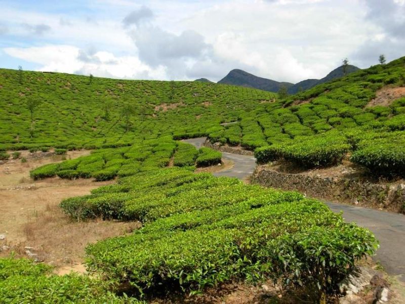 Plantations de thé et d'épices à Idduki à Munnar en Inde du Sud | Au Tigre Vanillé