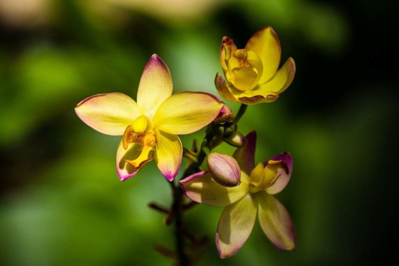 kaziranga-orchidee-parc-inde Balade dans le parc botanique de Kaziranga - Inde de l'Est | Au Tigre Vanillé