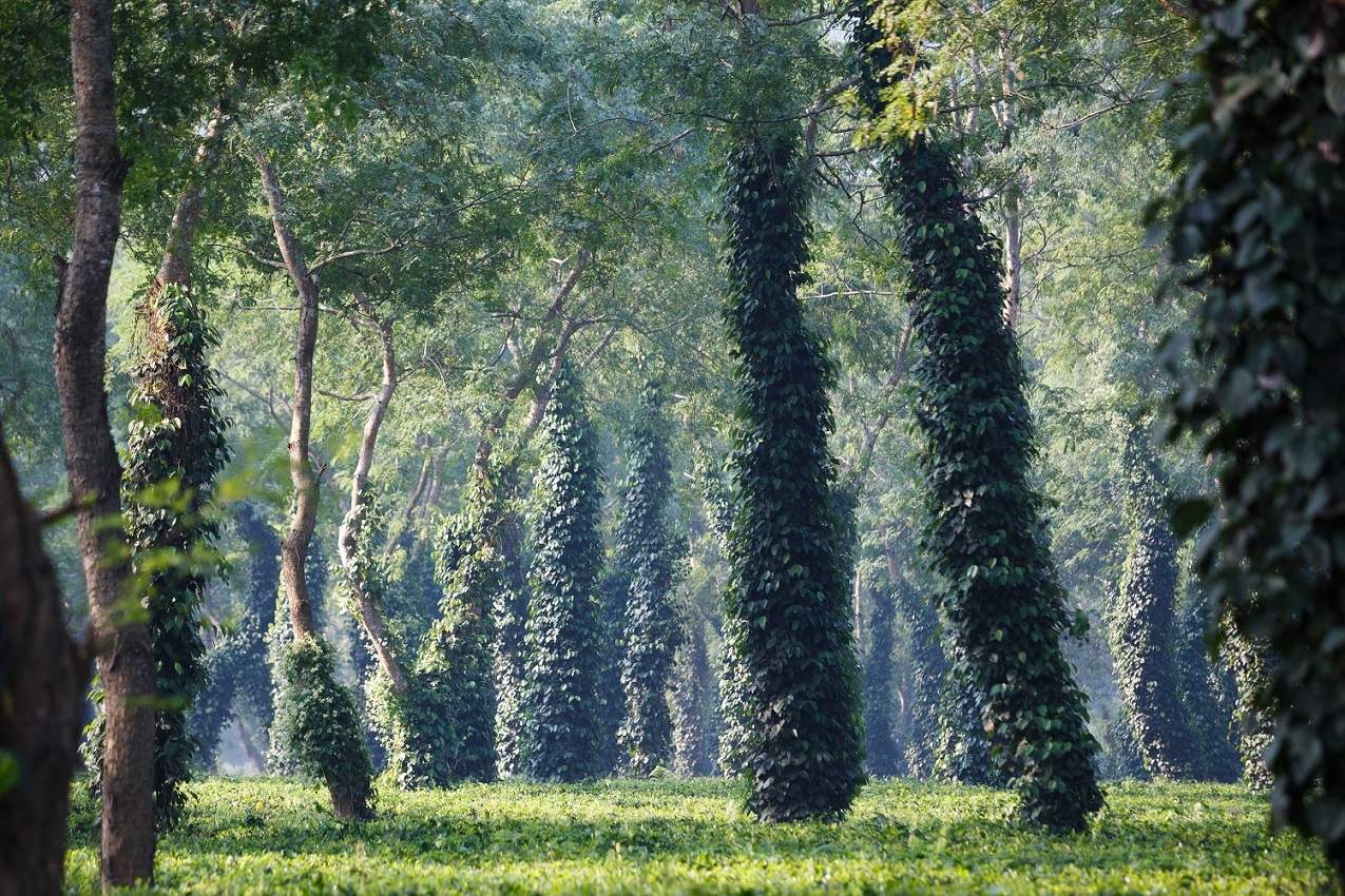 A la recherche de la faune des parcs de Kaziranga et de Pakke - Inde de l'Est | Au Tigre Vanillé