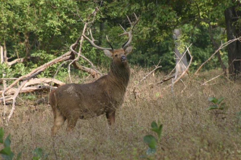 Safari sur les traces du cerf au parc national de Khana en Inde centrale | Au Tigre Vanillé