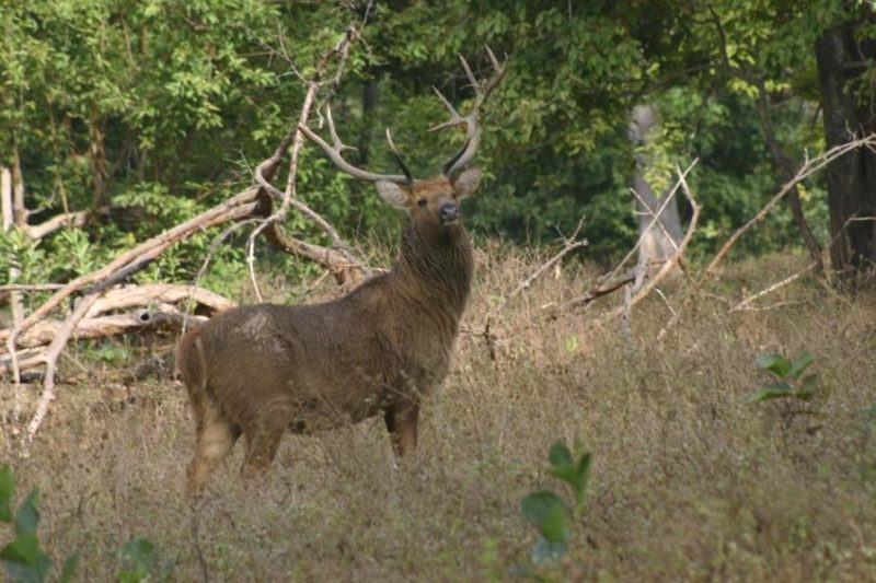 khana-parc-safari-cerf-inde Safari sur les traces du cerf au parc national de Khana en Inde centrale | Au Tigre Vanillé