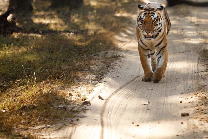 Safari sur les traces du tigre au parc national de Khana en Inde centrale | Au Tigre Vanillé