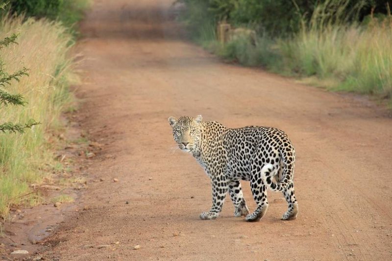 Safari sur les traces du léopard au parc de Panna en Inde centrale | Au Tigre Vanillé