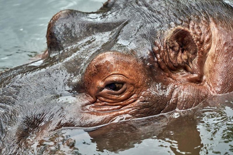 Safari au Malawi - Malawi | Au Tigre Vanillé