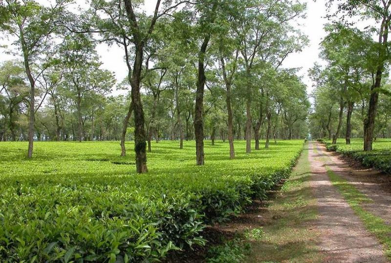 Séjour au coeur des plantations de thé à l'hôtel Mancotta Heritage Chang Bungalow - Inde de l'Est | Au Tigre Vanillé