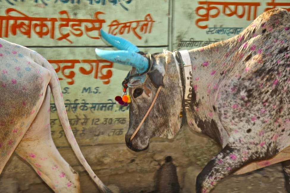 Vache sacrée du Mont Girnar dans le Gujarat en Inde centrale | Au Tigre Vanillé