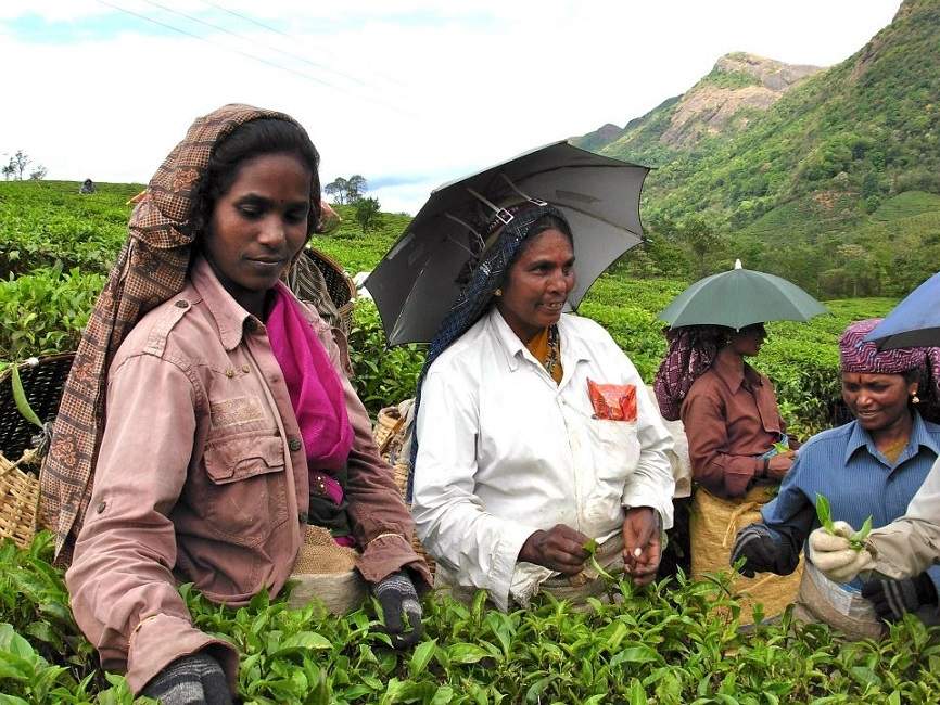 Femmes ramassant du thé à Munnar en Inde du Sud | Au Tigre Vanillé