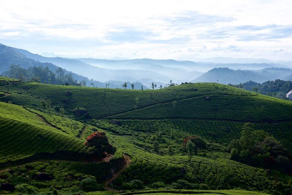 Plantations de thé dans les Nilgiri en Inde du Sud | Au Tigre Vanillé