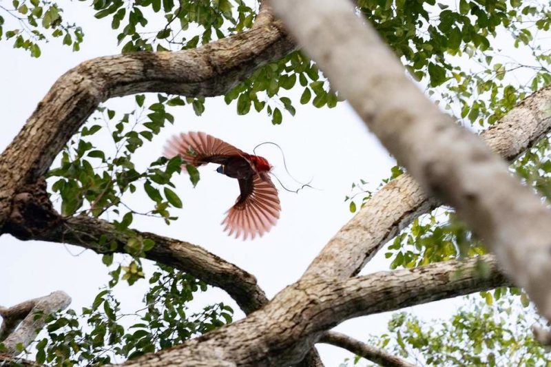 Observation de l'oiseau du paradis de Wallace en Papouasie-Nouvelle-Guinée - Indonésie | Au Tigre Vanillé