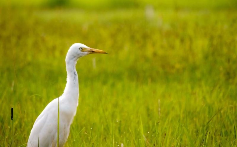 Observation des oiseaux du parc de Dibru-Saikhowa - Inde de l'Est | Au Tigre Vanillé