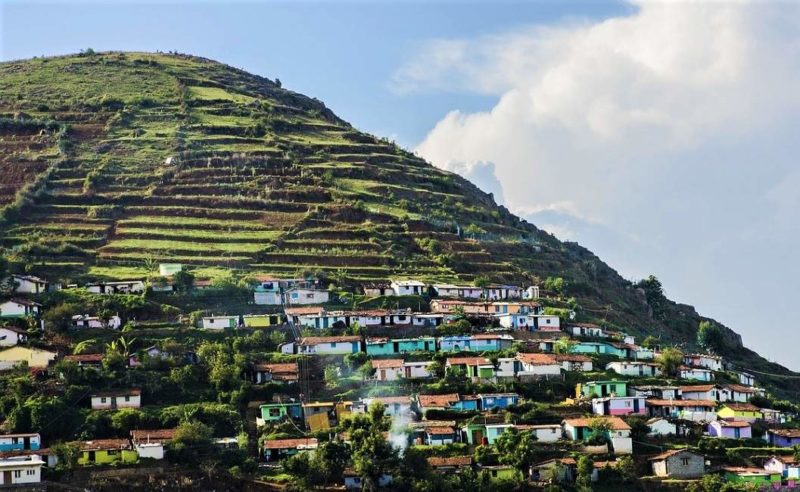 ooty-plantations-the-montagne-inde Plantations de thé autour de Ooty dans les Nilgiri en Inde du Sud | Au Tigre Vanillé