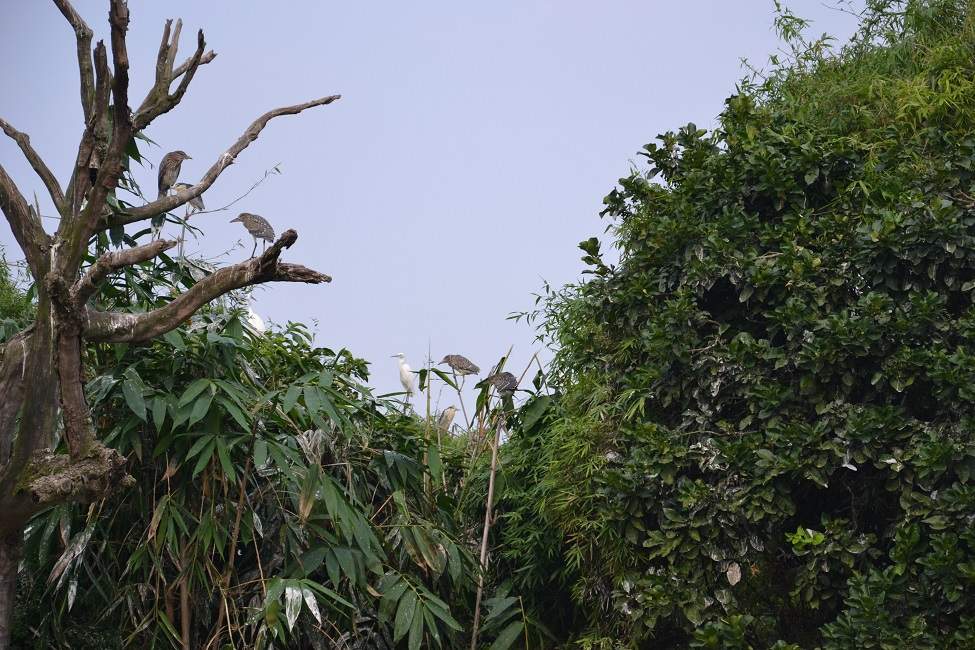 Sortie ornithologique dans le parc de Thung Nham - Vietnam | Au Tigre Vanillé