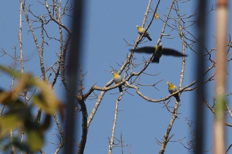 Observation ornithologique dans la réserve de Pani Dihing - Inde de l'Est | Au Tigre Vanillé