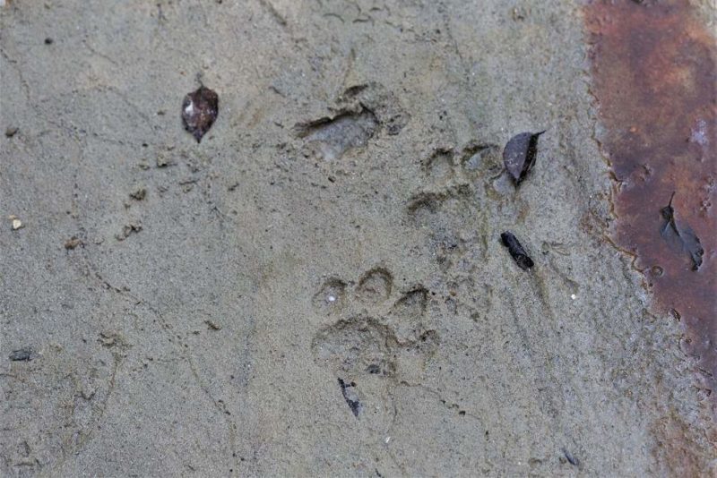 Suivre les traces du tigre dans le parc de Pakke - Inde de l'Est | Au Tigre Vanillé