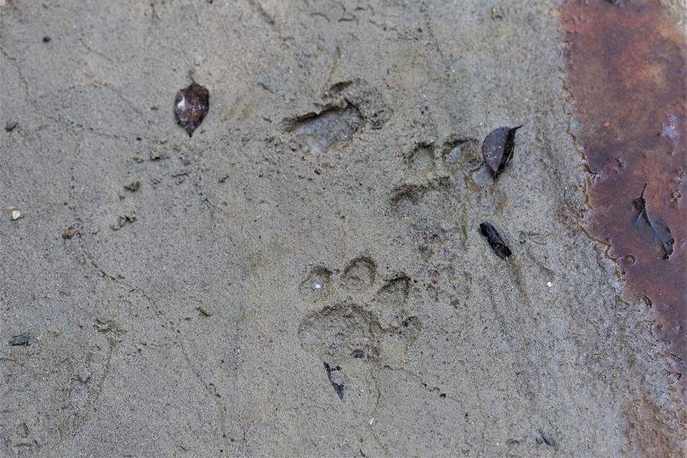 parc-pakke-tigre-safari-inde Suivre les traces du tigre dans le parc de Pakke - Inde de l'Est | Au Tigre Vanillé