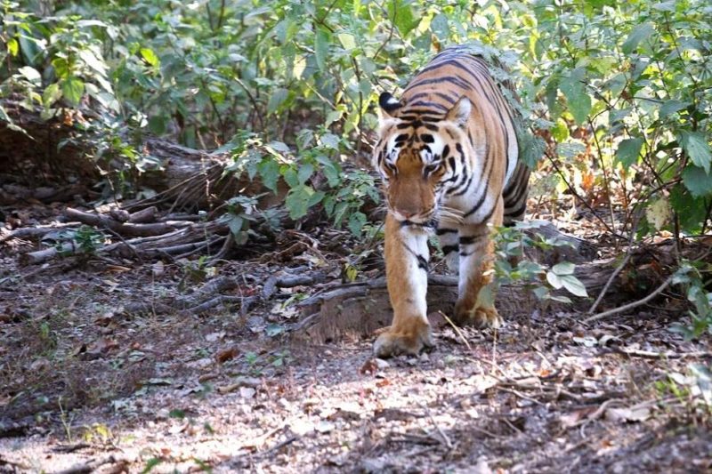 pench-tigre-parc-safari-inde Safari sur les traces du tigre au parc national de Pench en Inde centrale | Au Tigre Vanillé