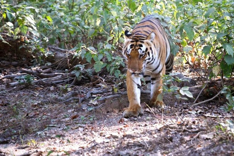 Safari sur les traces du tigre au parc national de Pench en Inde centrale | Au Tigre Vanillé