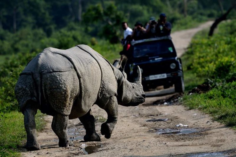 Safari à la recherche du rhinocéros unicorne dans le parc de Kaziranga - Inde de l'Est | Au Tigre Vanillé